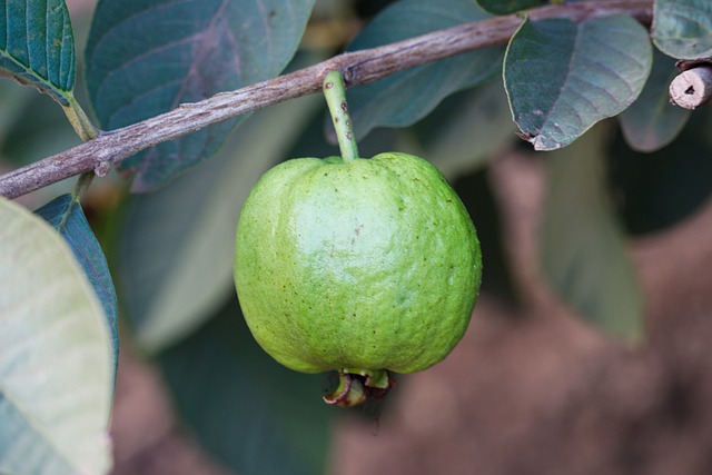 Seasonal Thai Foods in August