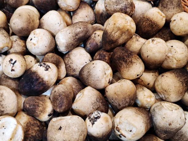 Thai Seasonal Ingredients: September