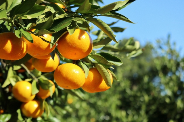 Care in the Early Winter November Seasonal Fruits in Japan