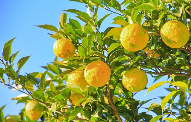 Care in the Early Winter November Seasonal Fruits in Japan