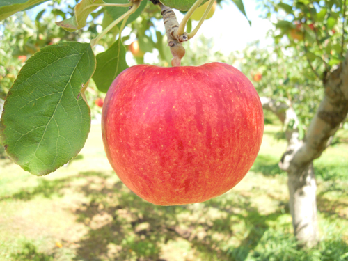 Care in the Early Winter November Seasonal Fruits in Japan